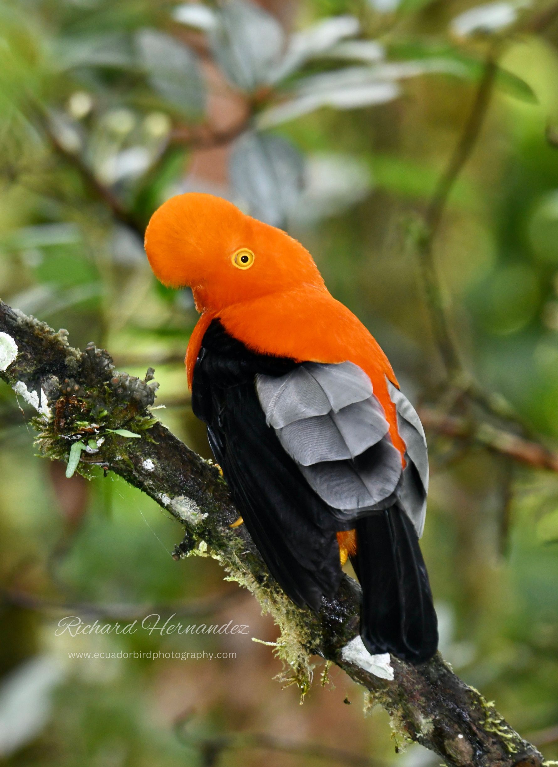 andean cock of the rock bird